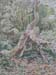 rotting log